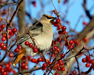 bohemian waxwing.04.a.jpg