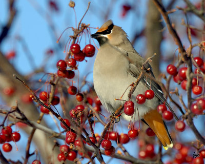 bohemian waxwing.05.a.jpg