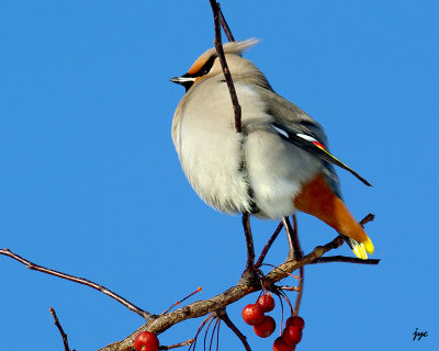 bohemian waxwing.010.a.jpg