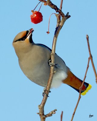 bohemian waxwing.019.a.jpg