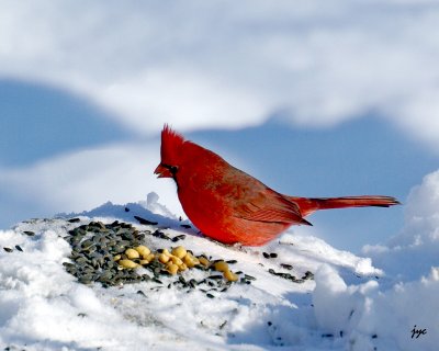 cardinal.026.a.jpg