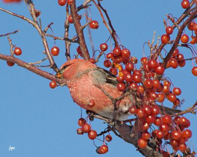 pine grosbeak.03.jpg