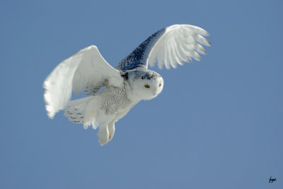 harfang des neiges / snow owl. 006.