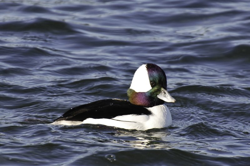 Bufflehead at Esquimalt Lagoon
