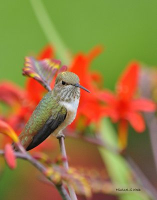 hummingbirds_vanisle