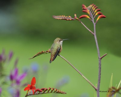 hummingbirds_vanisle