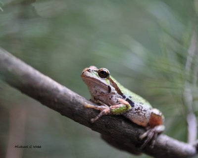 Treefrog in the Pines