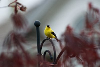 Goldfinch through the Japanese Maple
