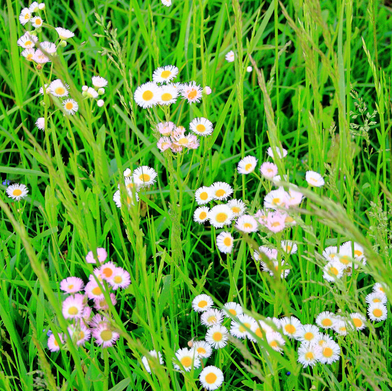 Wild Flowers at Calumet Farm 