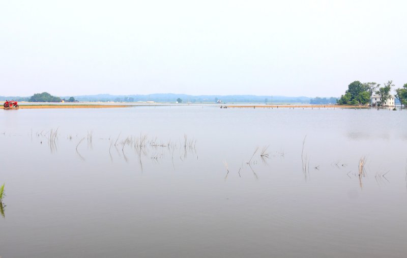 A Farmall 450 sits on a narrow strip of dry land, surrounded by flooded fields