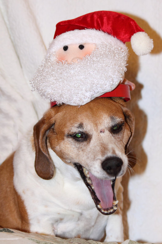 A Christmas miracle! 