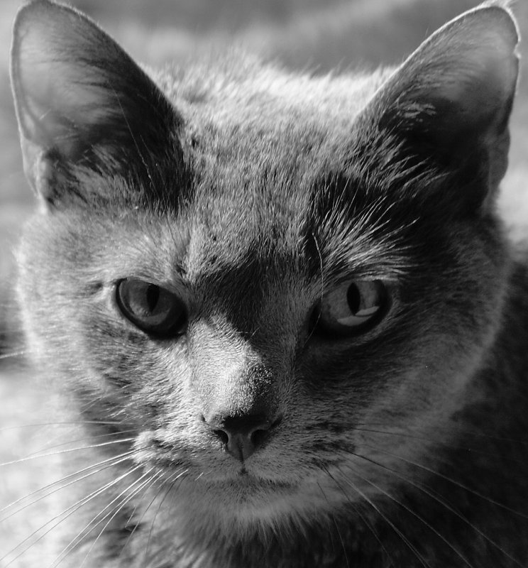 Monochrome Feline 