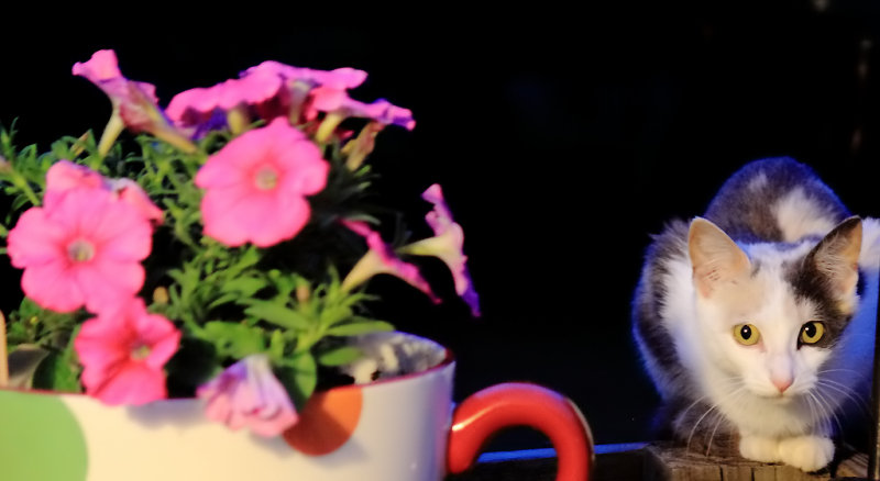 A Calico and flowers on the back porch 