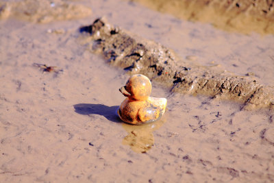 A dirty ducky, floating in a puddle next to old US 27