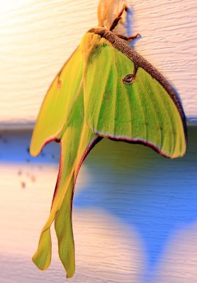 Luna Moth 