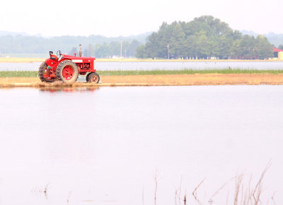 A Farmall 450 sits on a narrow strip of dry land, surrounded by flooded fields 