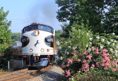 The directors special passes through downtown Harrodsburg, and a crepe myrtle bush in full bloom 