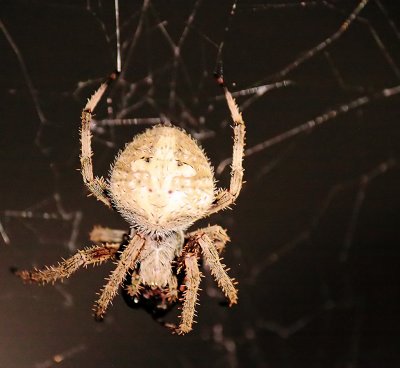 Spider on the back porch