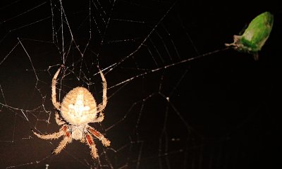 Spider and his dinner on the back porch 