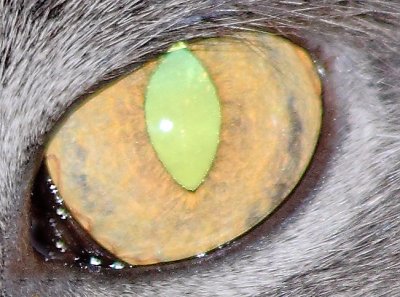 Feline Eye 