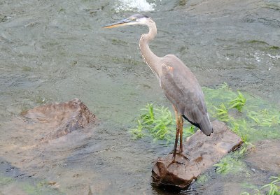 A hungry Heron keeps watch for the next unlucky fish 