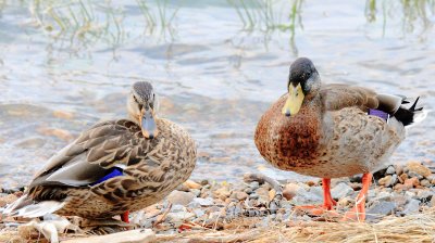 A pair of ducks stare down the photographer 