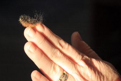 A solid black woolyworm on the wifes hand..a sure sign of a bad winter 