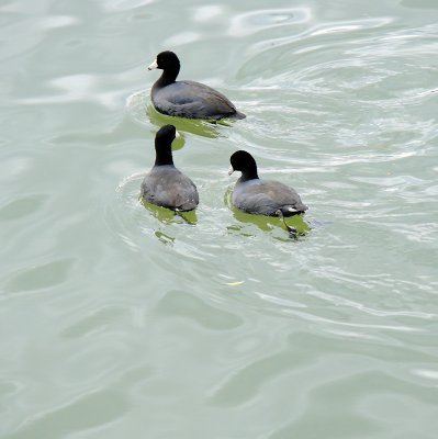 Black hooded ducks in Knoxville 