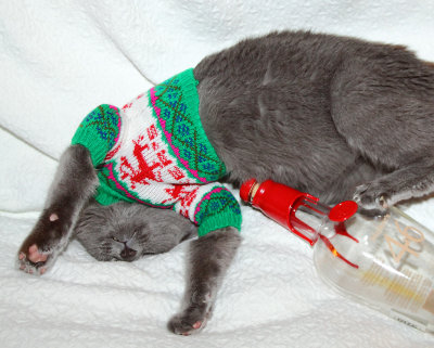 A pissed off cat in a sweater and a empty bottle of bourbon 