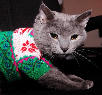 The cat, sporting his fancy new Makers Mark Sweater 