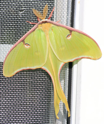 Luna Moth on the front window...just a baby 