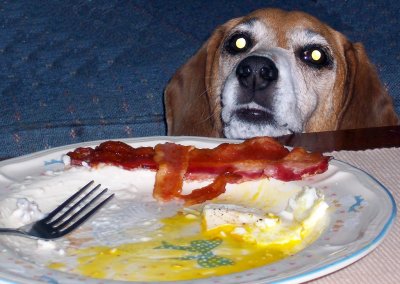 Dog and bacon...a study in self control 