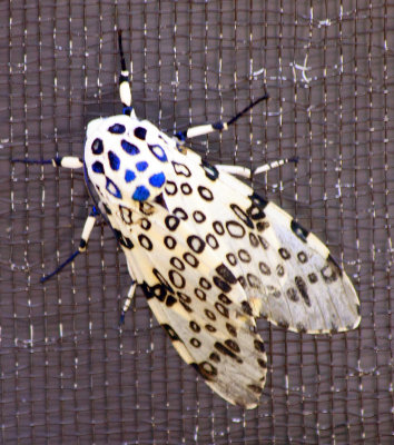 Mexican Noctuid Moth
