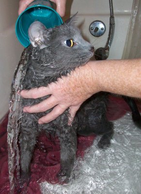 Giving the cat a bath