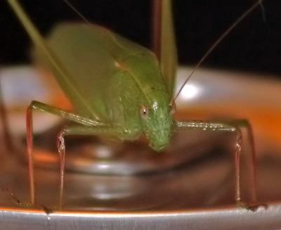 A Tettigoniidae (Katydid) in the house