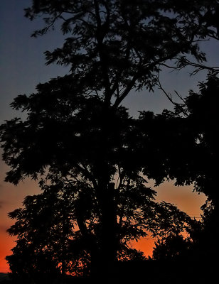 Sunset and the neighbors tree 