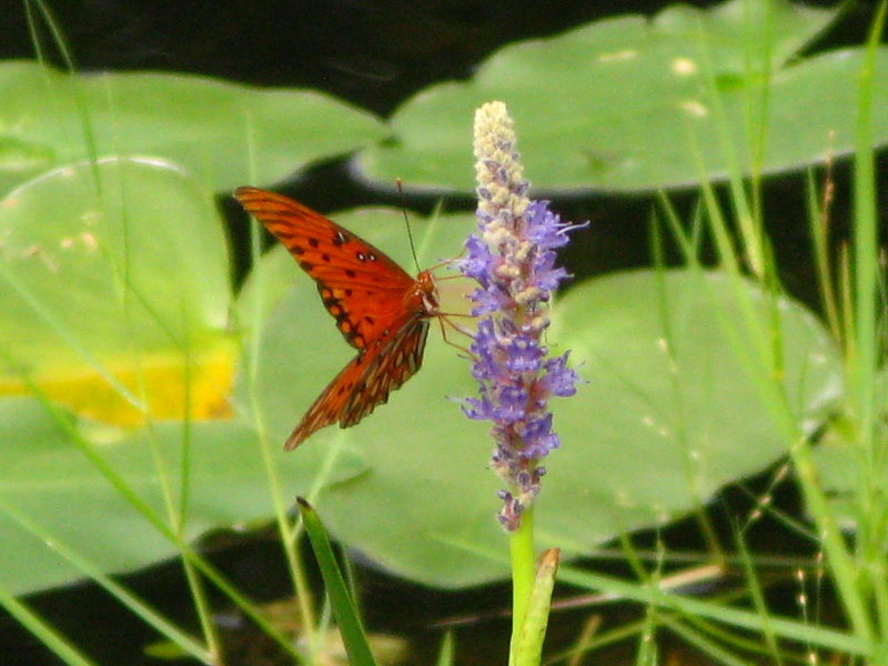 Gulf Fritillary