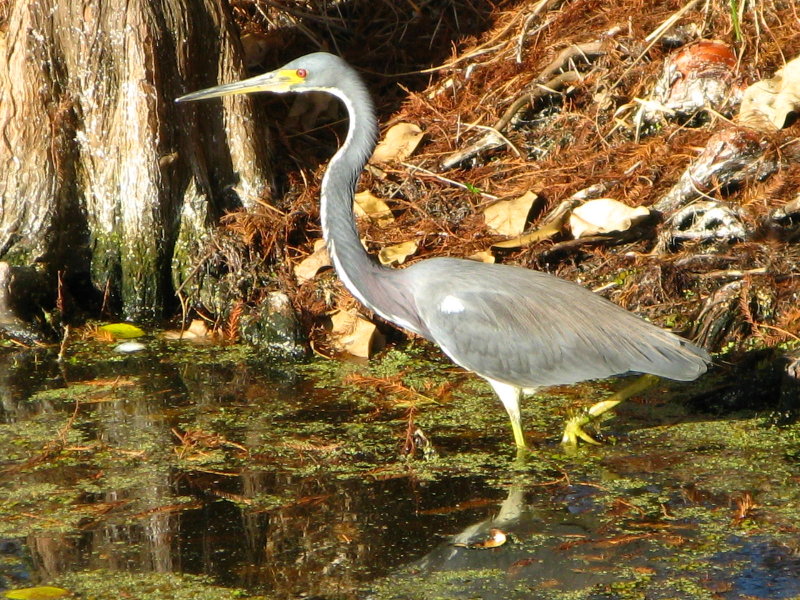 Tricolored Heron