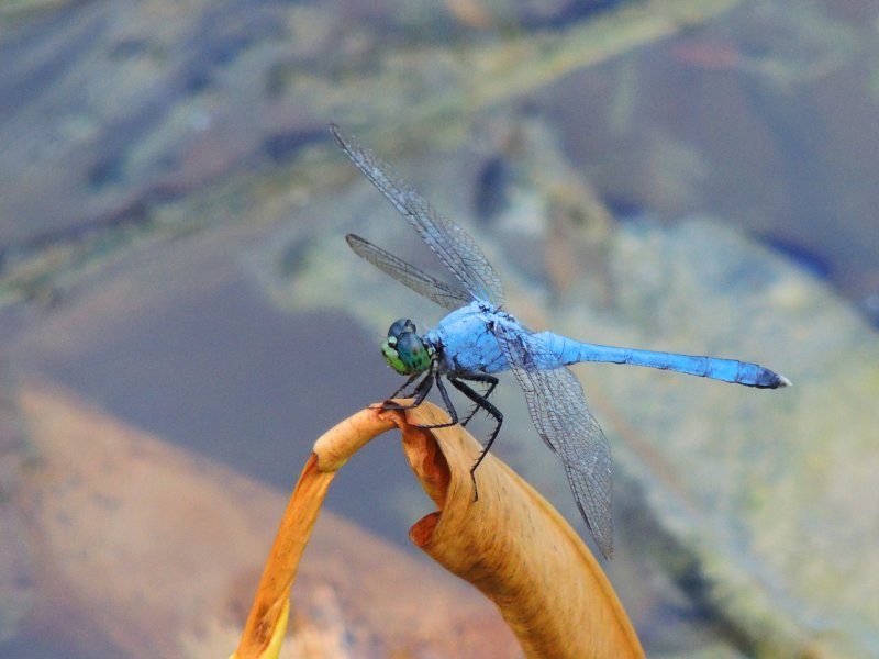 Eastern Pondhawk male