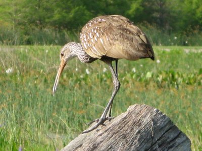 Limpkin