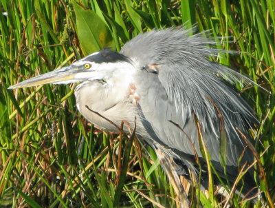 Great Blue Heron