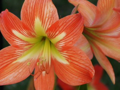 Amaryllis Barbados Striped Lily