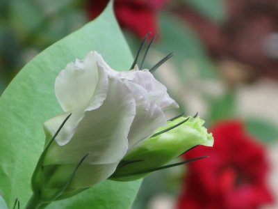 Eustoma