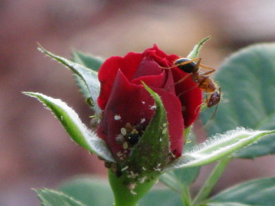 Rose & Ant & Aphids