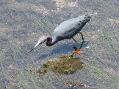 John D. MacArthur Beach State Park