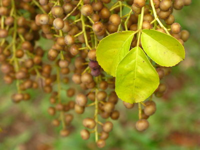 Bischofia Javanica Fruits