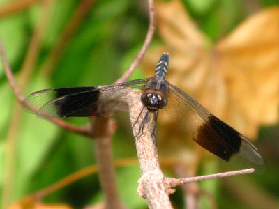 Band-winged Dragonlet male