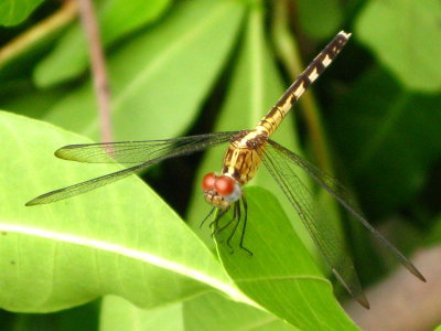 Band-winged Dragonlet young female