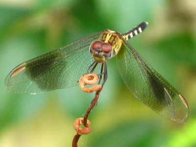 Band-winged Dragonlet  young male