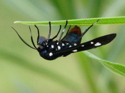 Polka-dot Wasp Moth
